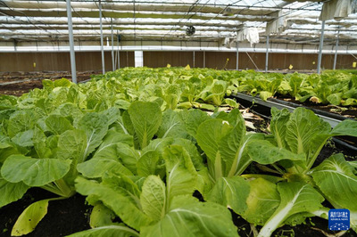 通訊|務(wù)實(shí)耕耘 共同發(fā)展--探訪烏茲別克斯坦上合組織農(nóng)業(yè)基地中烏現(xiàn)代農(nóng)業(yè)科技示范園