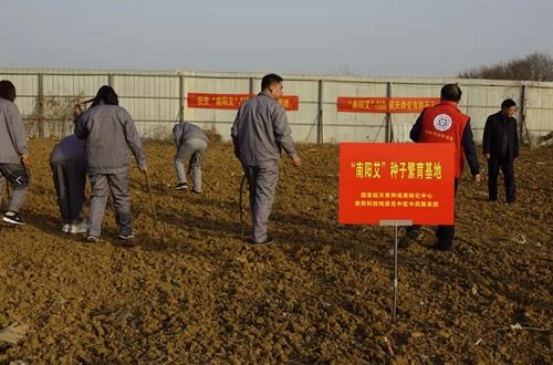 河南南陽(yáng)試種太空艾草