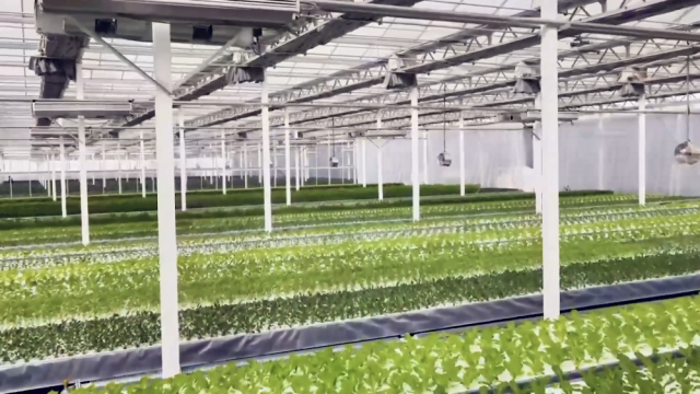 新疆庫車:植物工廠讓農(nóng)民變身&ldquo;科技農(nóng)人&rdquo;