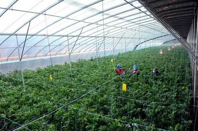 國網(wǎng)黃驊市供電公司:心系菜農(nóng)送服務(wù) 保障市民&ldquo;菜籃子&rdquo;