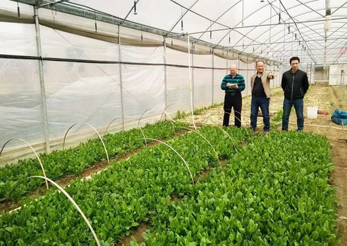賀州這里的農業科技大顯身手,農產品直供粵港澳餐桌
