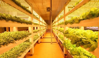 現(xiàn)代農業(yè)科技無土栽培模式有哪些?基質無土栽培、工廠化葉菜水培.