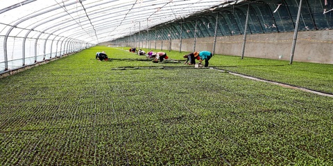 新疆阿拉爾市:設施農(nóng)業(yè)邁出&ldquo;新步伐&rdquo; &ldquo;高端&rdquo;產(chǎn)品從棚里產(chǎn)