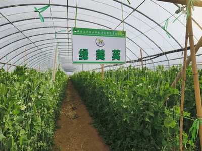 科技特派團精準服務，激發祥云蔬菜產業新動能